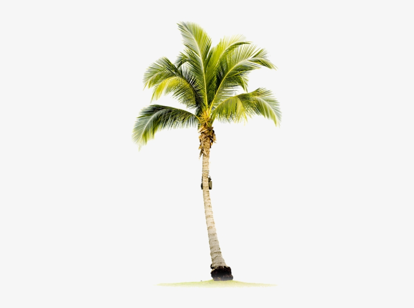 Palmtree-1 - Single Palm Tree, transparent png #47612