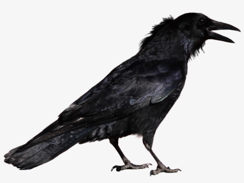 Crows Are Members Of A Widely Distributed Genus Of - Crow Png, transparent png #47699