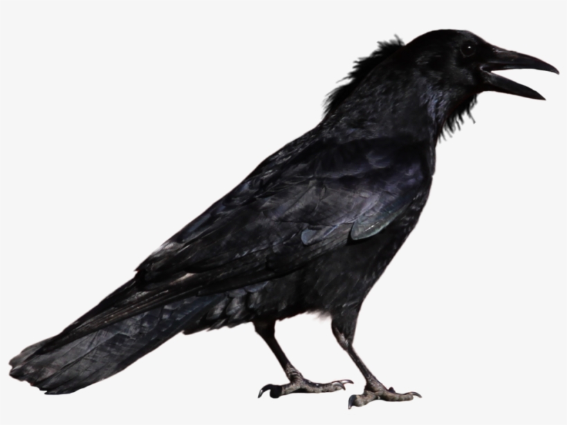 Crows Are Members Of A Widely Distributed Genus Of - Crow Png - Free
