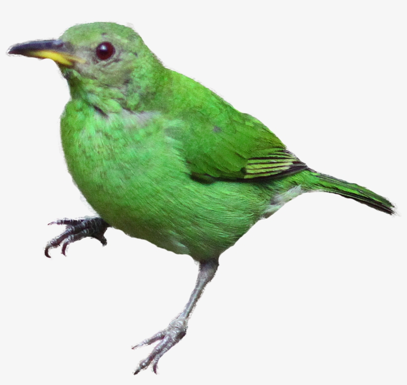 Realistic Clipart Realistic Bird - Vogels Afbeeldingen, transparent png #47881