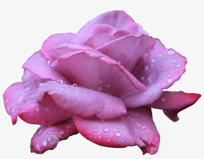 Image - Purple Pink Rose Png, transparent png #48071