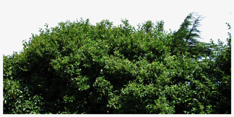 By Aledjonesdigitalart On Deviantart - Stock.xchng, transparent png #48177