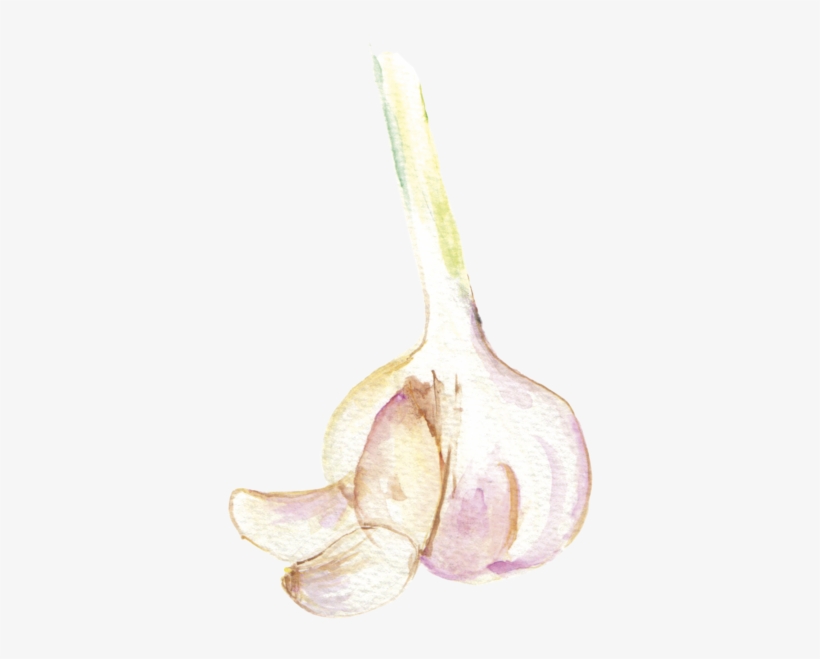 File - 大蒜garlic - Watercolor Garlic Png, transparent png #48458