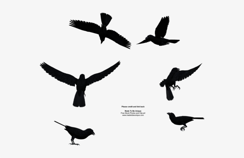 Raven Bird Png File - Bird Flying From Above, transparent png #48605