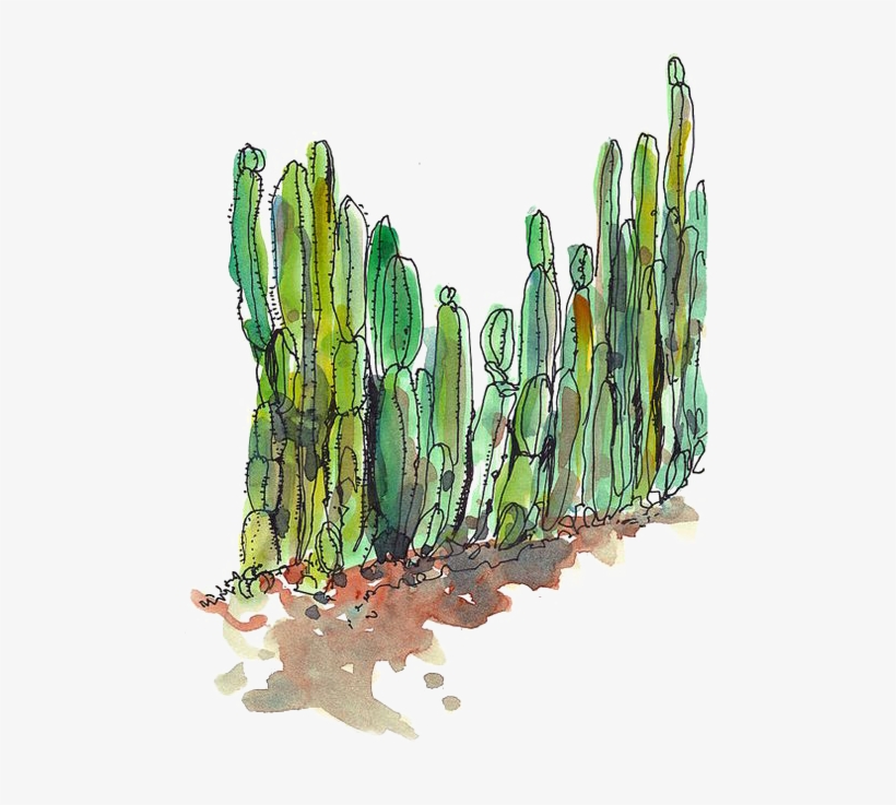 Cactaceae Desert Succulent Plant Cactus Fence - Cactus, transparent png #48680