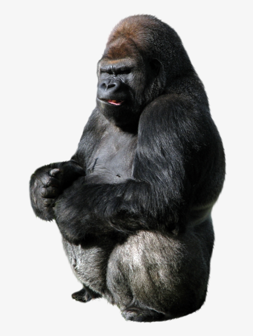 Gorilla Png Vectors - Gorilla Png, transparent png #48729