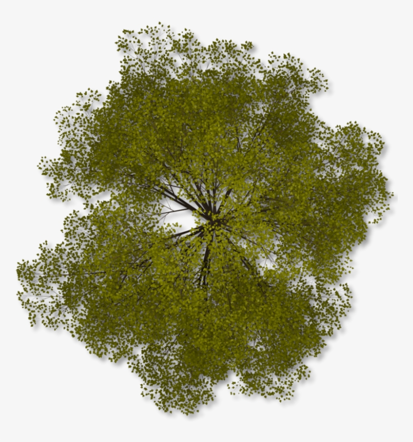 Pics For > Png Trees Top - Trees In Plan Png, transparent png #48898