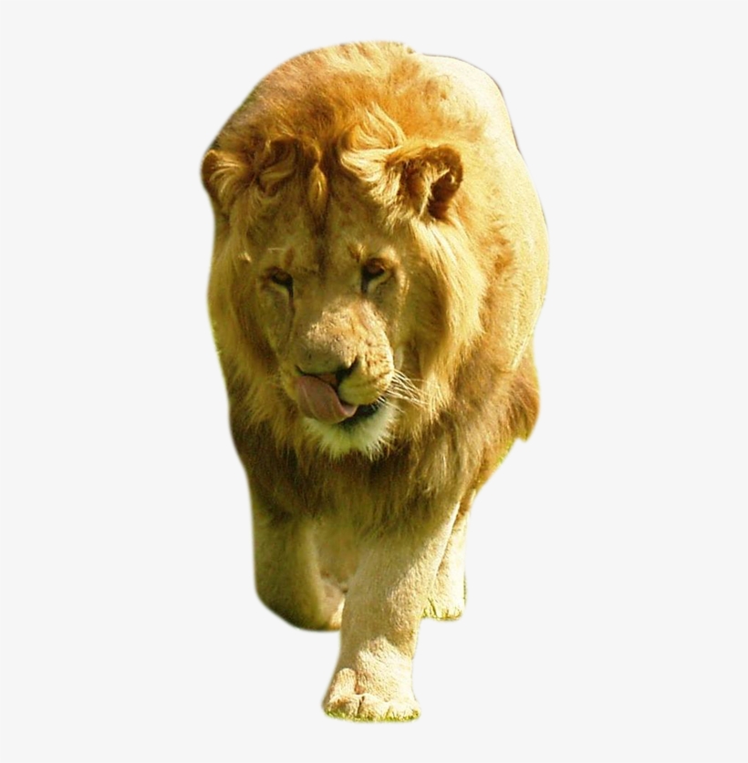 Image - Lion, transparent png #49041