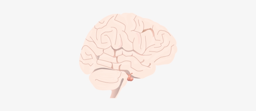 201405 Pituitary Gland In Brain - Pituitary Disease, transparent png #49085