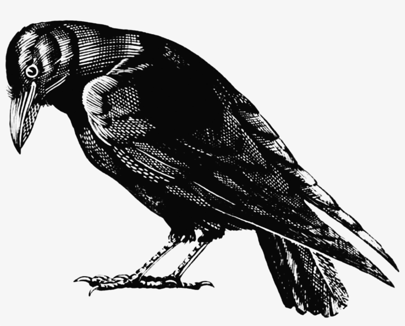 Crow - Crow Png Transparent, transparent png #49108