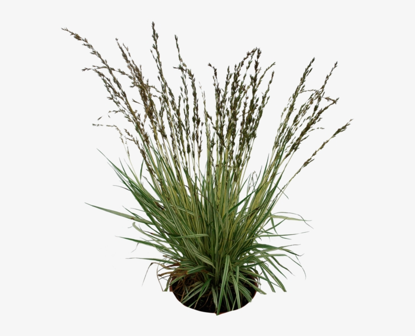 Favourites By Paulocesarsouza On - Grass Plant Png, transparent png #49386