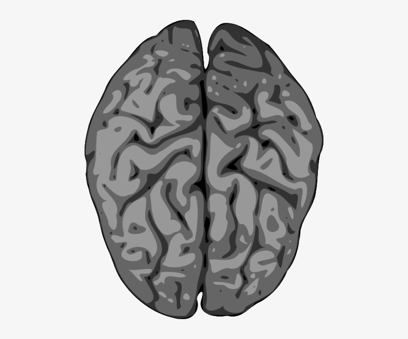 Free Vector Grey Brain Clip Art - Brain And Spinal Cord Clipart, transparent png #49459
