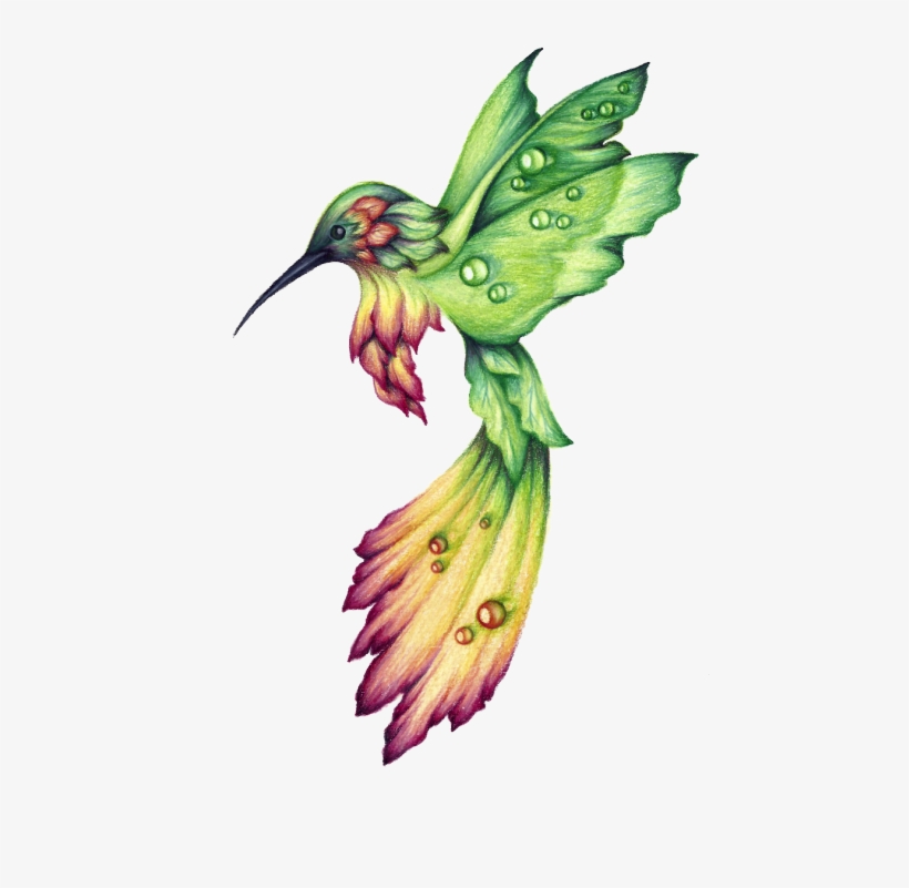 Hummingbird Drawings Google Search - Colibri Dibujo A Lapiz, transparent png #49567