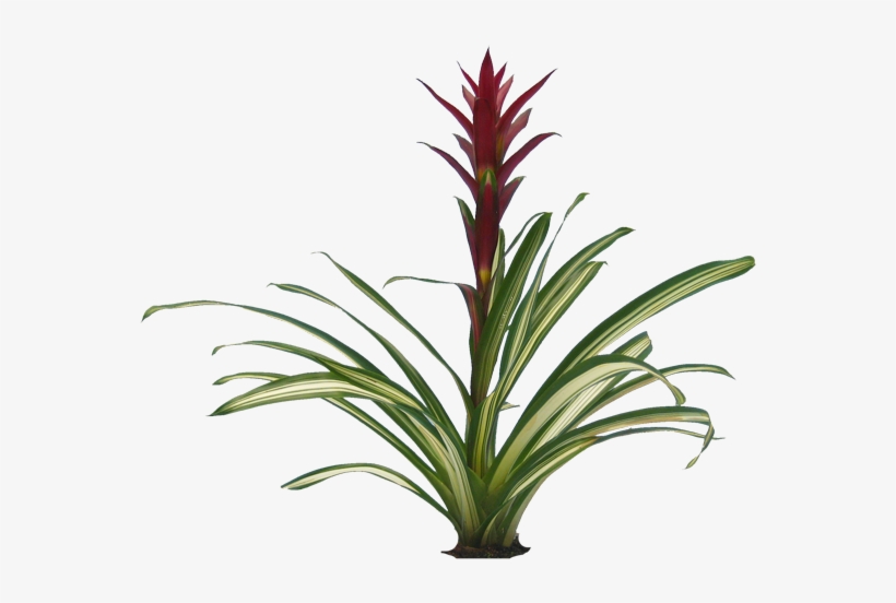 Plants Png Transparent - Long Plants Png, transparent png #49990