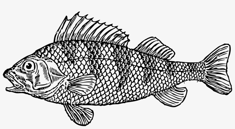 Scaly Fish Image Black And White Download - Cod Fish Black And White, transparent png #400310
