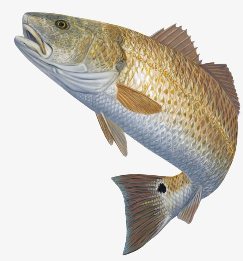 Skiff Life Red Hot Redfish Fishing Decal Sticker Randy - Red Drum Fish Png, transparent png #400331
