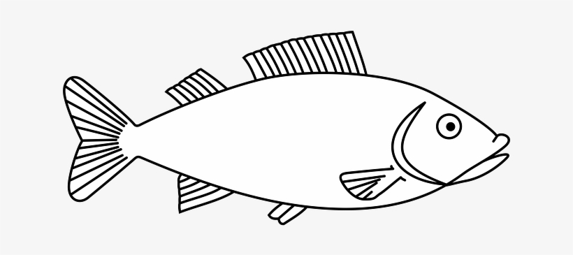 Easy Long Fish Drawings - Fish Outline, transparent png #400559