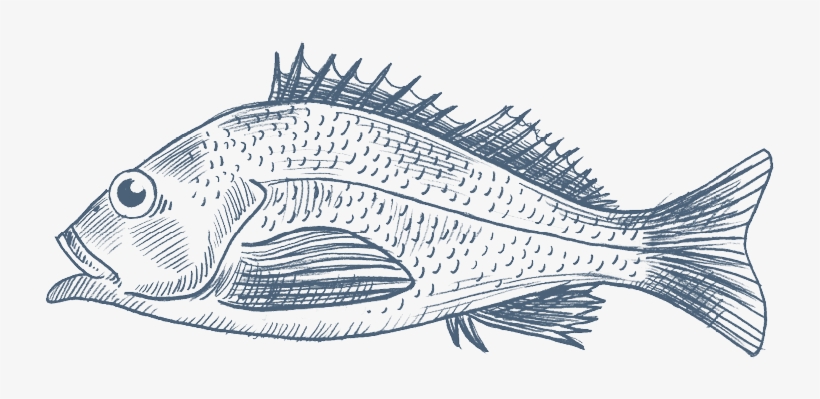 Hand Drawn Fish Vector Free Download - Pacific Ocean Perch, transparent png #400650