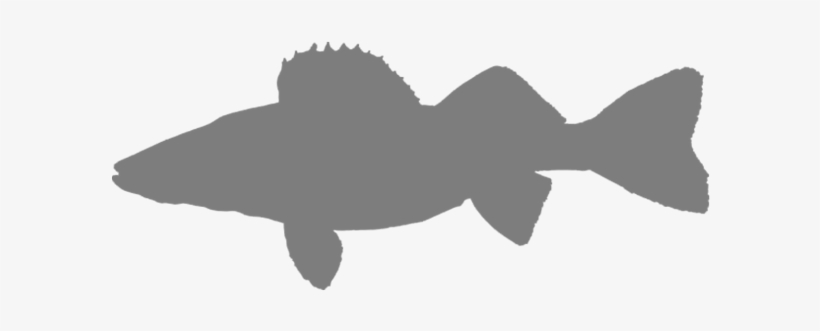 Favorite Fish - Walleye Fish Silhouette, transparent png #401048
