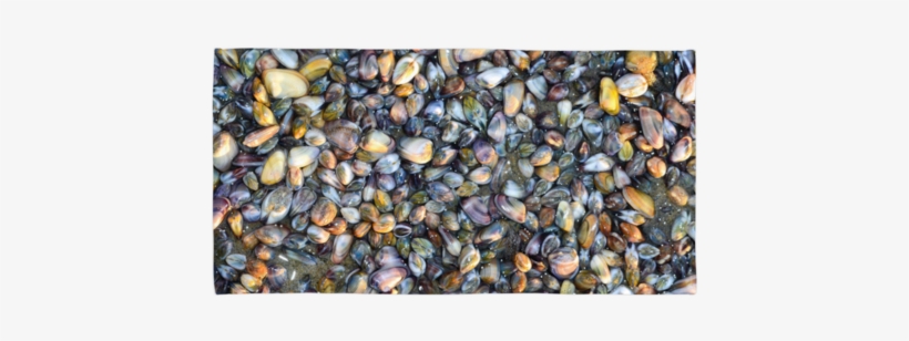 Soft Shells Printed Beach Towel, transparent png #401179