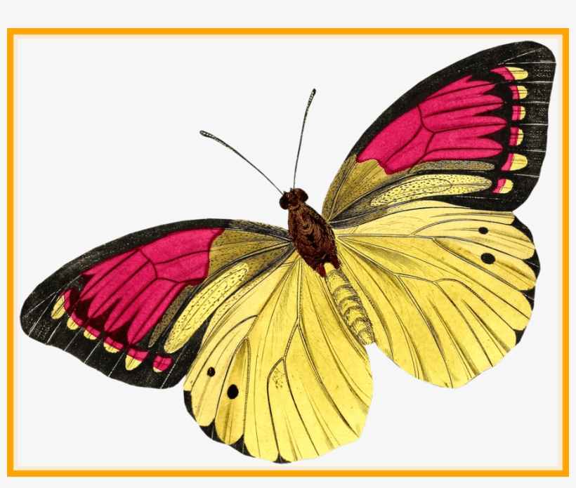 Papillon Drawing Watercolor - Buyenlarge 'european Butterflies And Moths' By James, transparent png #401534