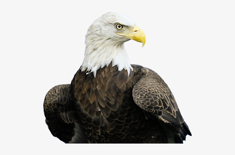 Golden Eagle Png - Bald Eagle, transparent png #403039