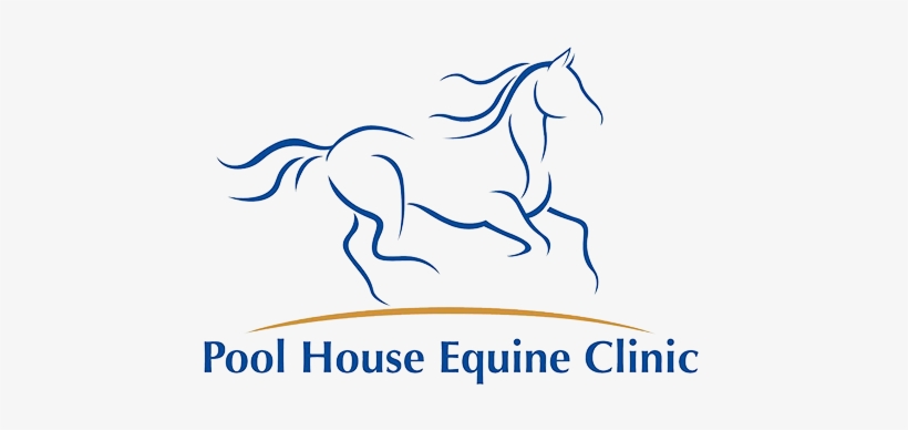 Equine Herpesvirus 1, transparent png #403690