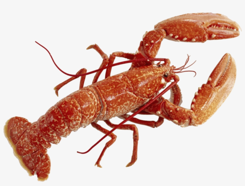 Lobster Watercolor Png Clipart Library - Lobster Png, transparent png #404320