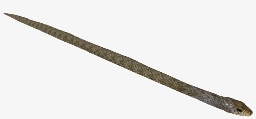 Mair's Keelback - Asp Expandable Baton, transparent png #404553
