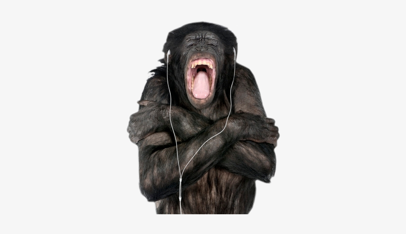 Monkey - Hd Real Monkey Png, transparent png #405481