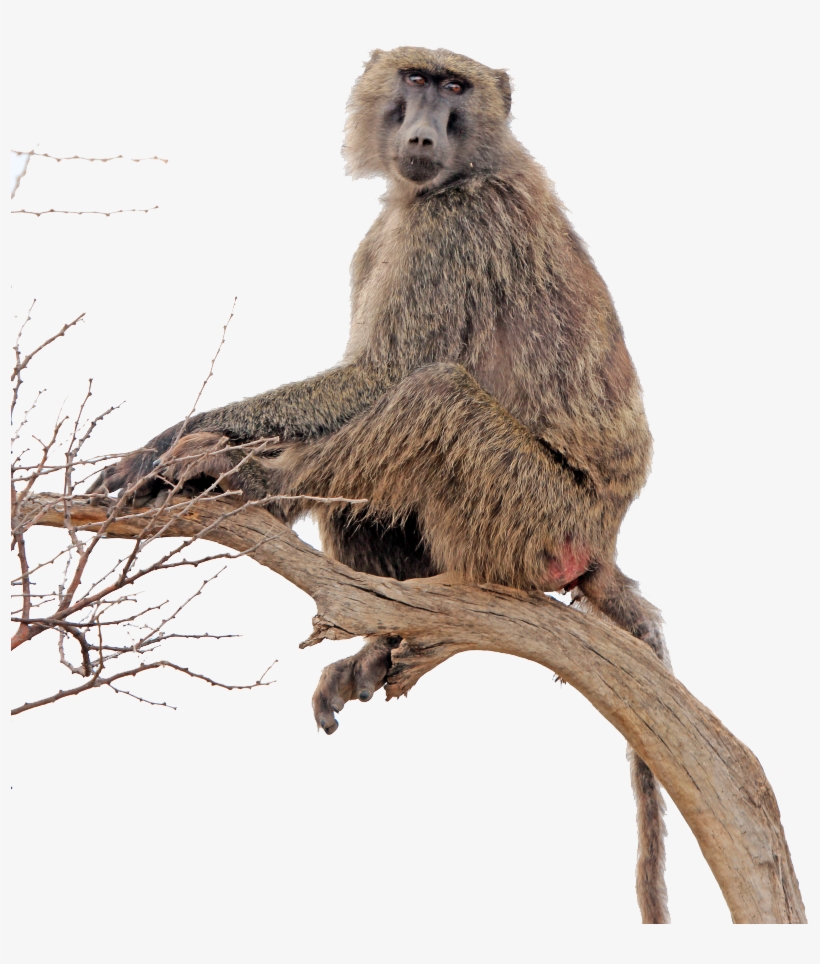 Similar Png - - Yellow Baboons Png, transparent png #405553