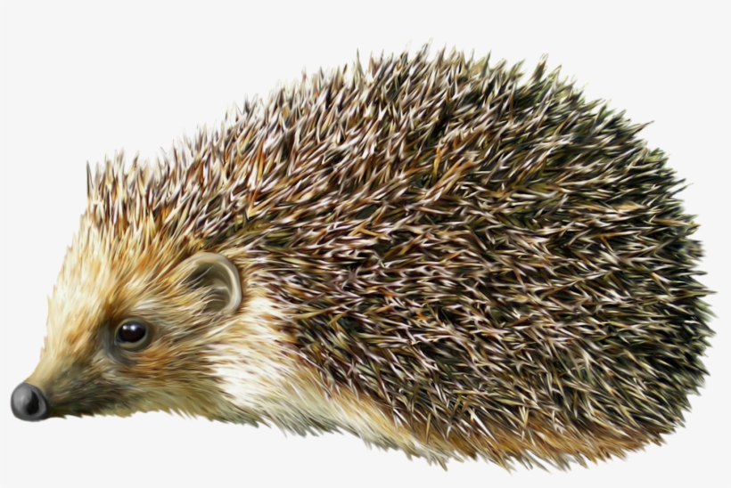 Hedgehog Png Clipart - Hedgehog Png, transparent png #406028