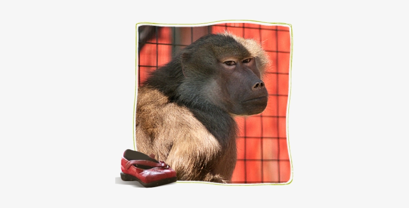 In Memoriam Chelsea, Hamadryas Baboon - Hamadryas Baboon, transparent png #406222