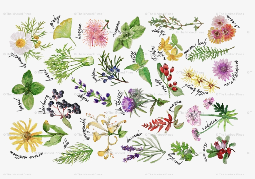 Plants And Herbs Alphabet Tea Towel Giftwrap - Honeysuckle, transparent png #406596