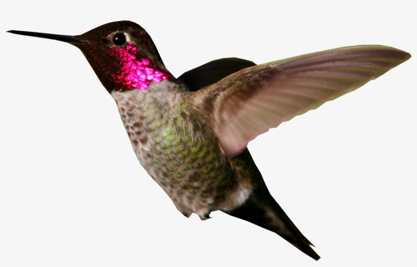 Hummingbird Png Photo - Hummingbird Png, transparent png #408418