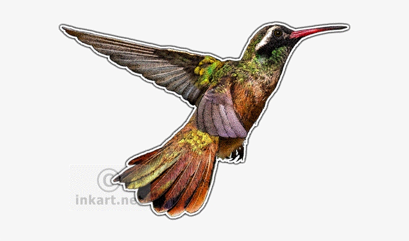 Graphic Transparent Hummingbird Clipart Xantus - Hummingbirds Of North America Mug, transparent png #408553