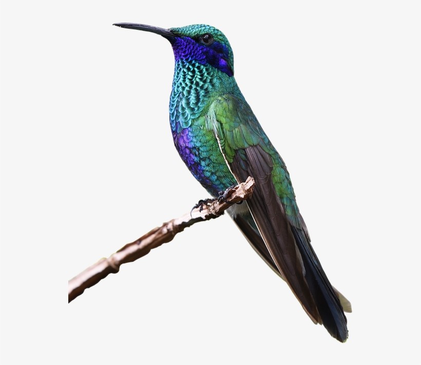 Bee Hummingbird, transparent png #408578