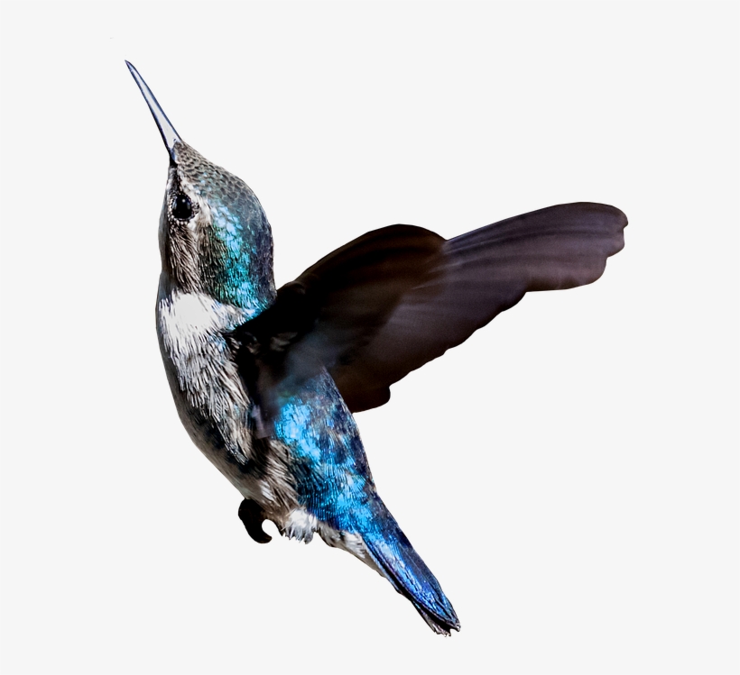 Cuba, Hummingbird, Zunzuncito, Colibri, Turquoise, - Colibri Png, transparent png #408893