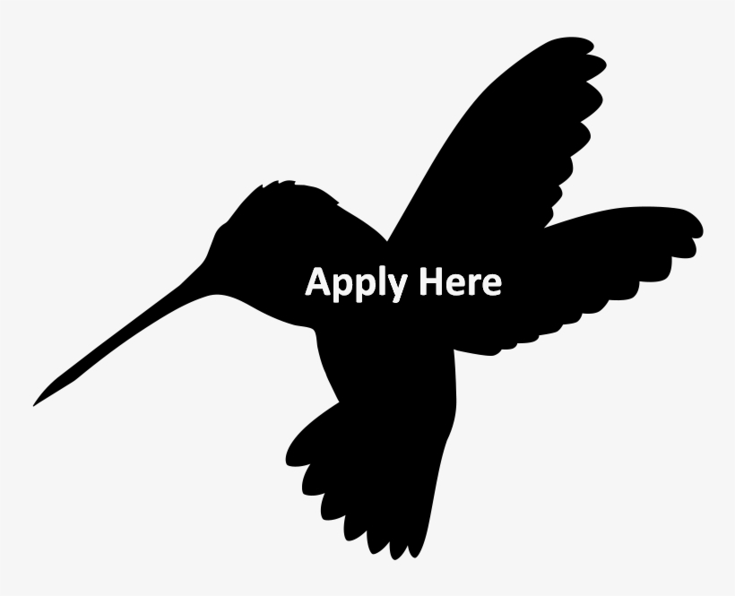 Hummingbird Care Home Just Hummingbird Apply - Red Shouldered Hawk, transparent png #408949