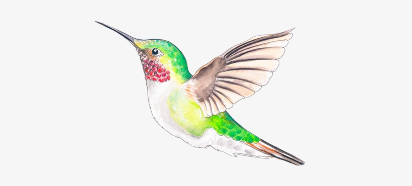 Ruby-throated Hummingbird, transparent png #409098