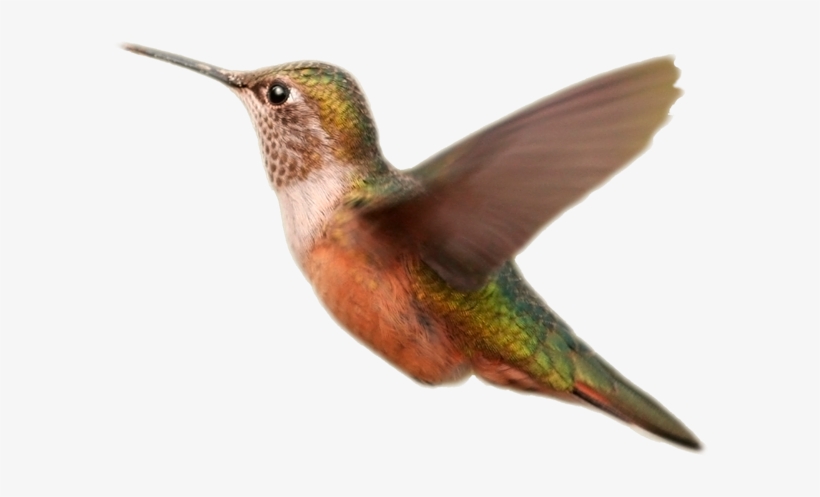 Bird Wings Png Vector Free Library - Hummingbird Orange Transparent Background, transparent png #409294