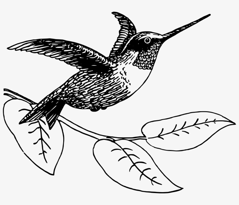 Free Vector Hummingbird - Hummingbird Picture Black And White, transparent png #409351