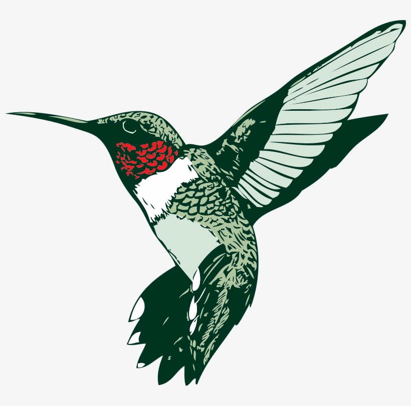 Clip Arts Related To - Ruby Throated Hummingbird Clipart, transparent png #409447