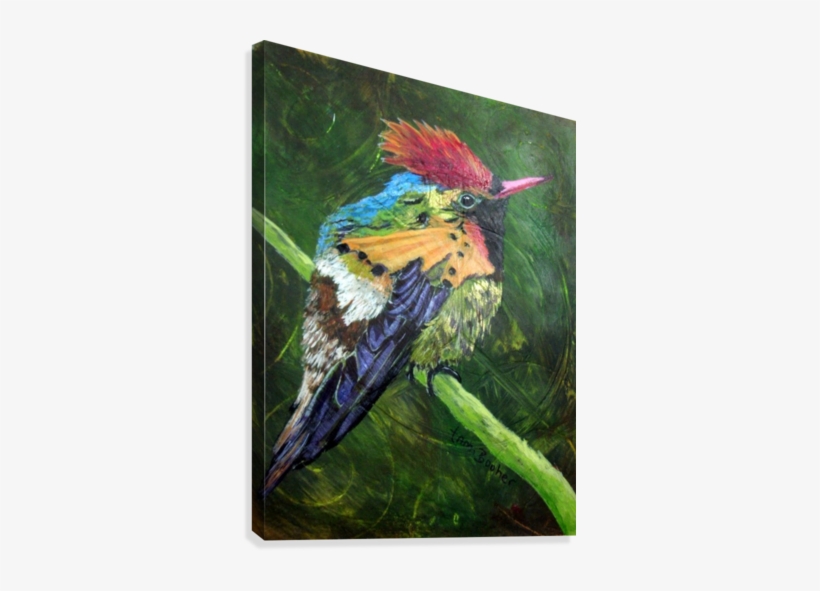 Tufted Coquette Hummingbird Canvas Print - Tufted Coquette, transparent png #409542