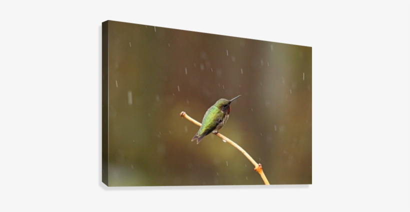 Rainy Day Hummingbird Canvas Print - Hummingbird, transparent png #409565