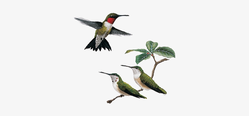 Immature Male Ruby Throated Hummingbird, transparent png #409613