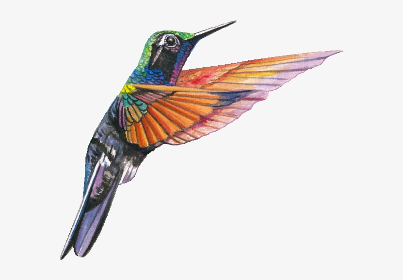 Aves - Hummingbird Free Download, transparent png #409789