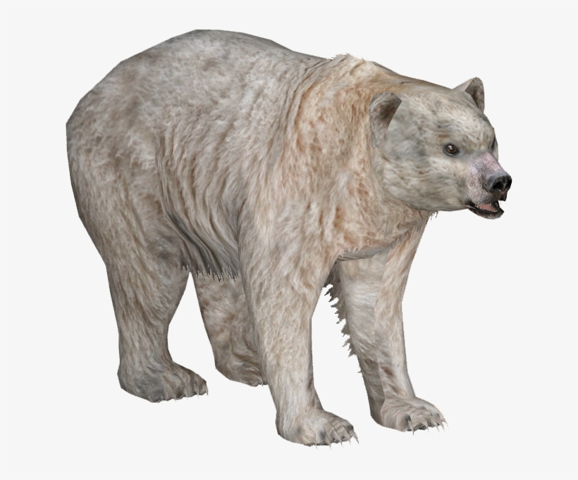 Spirit Bear - Wiki, transparent png #4000730