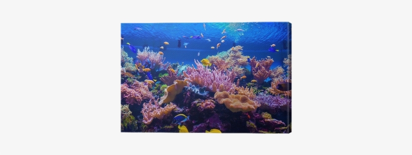 Tropical Fish On A Coral Reef Canvas Print • Pixers® - Coral Reef Panorama, transparent png #4001565