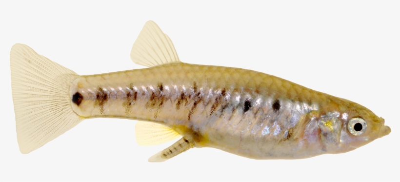 A Pregnant Fish Of A Poeciliopsis Turneri, A Live-bearing - Guppy, transparent png #4002354